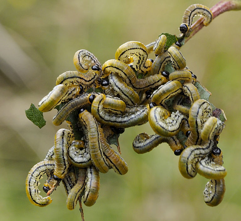 Hemichroa crocea larvae