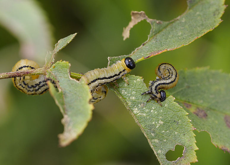 Hemichroa crocea larvae