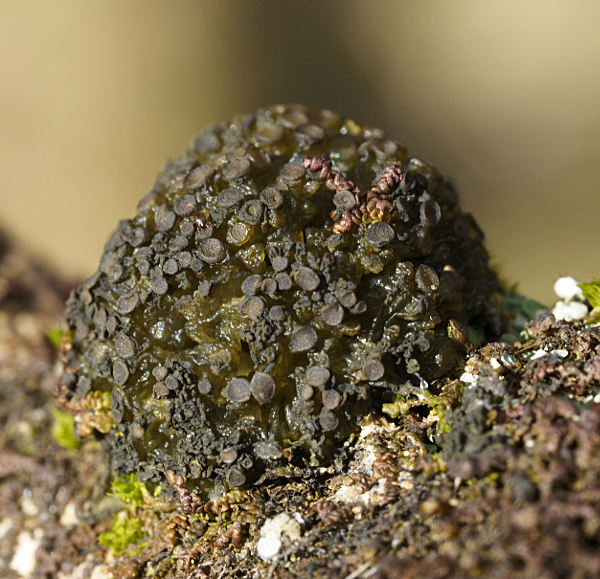 Collema fasciculare