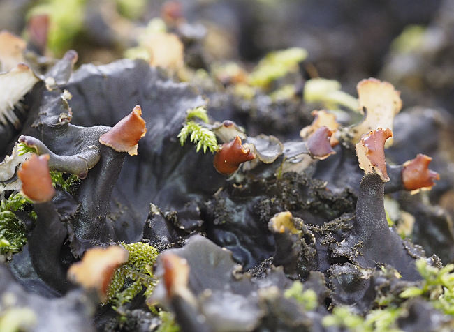 Peltigera praetextata