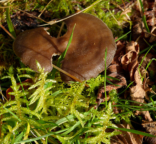 Polyporus brumalis