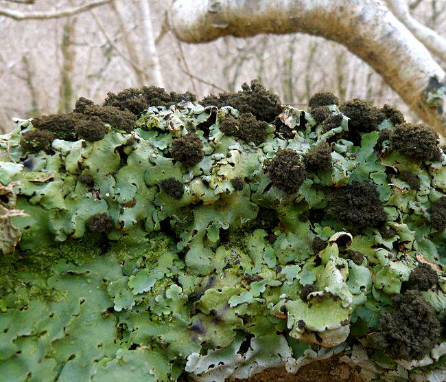 Lobaria amplissima