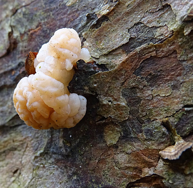 Tremella encephala