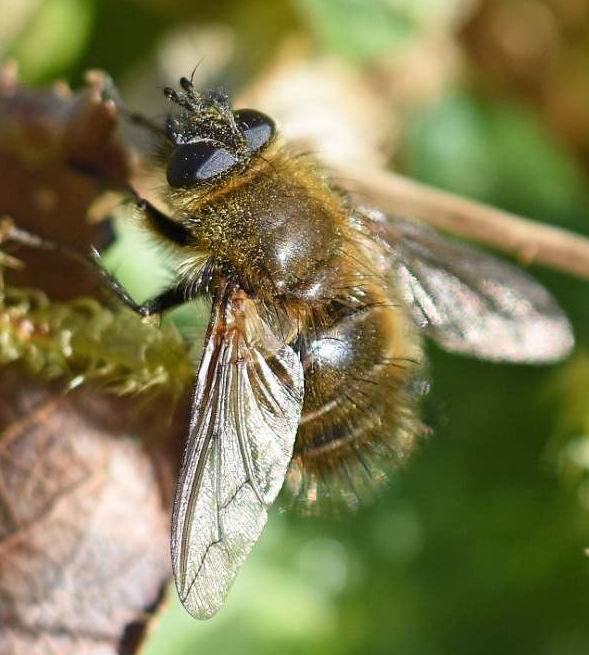 Tachina ursina