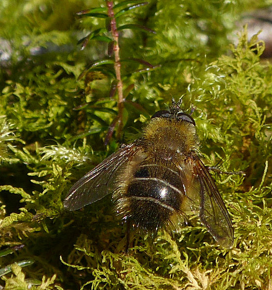 Tachina ursina